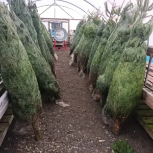 9 m Christmas Tree