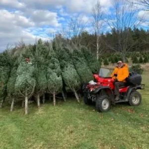 Artificial Christmas Trees